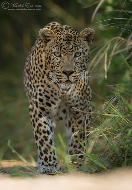 Nikon D3S + Nikon AF-S Nikkor 500mm F4G ED VR sample photo. The stalker photography