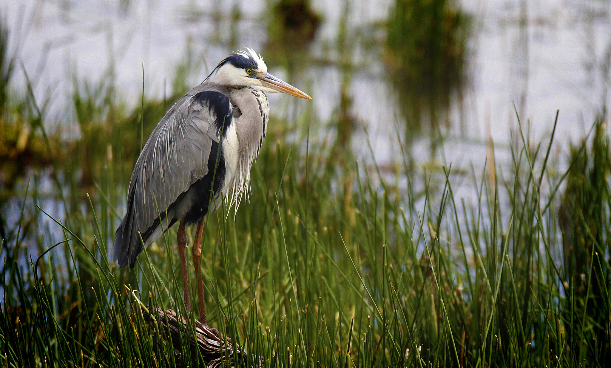 Sigma 120-300mm F2.8 EX DG HSM sample photo. On the banks photography