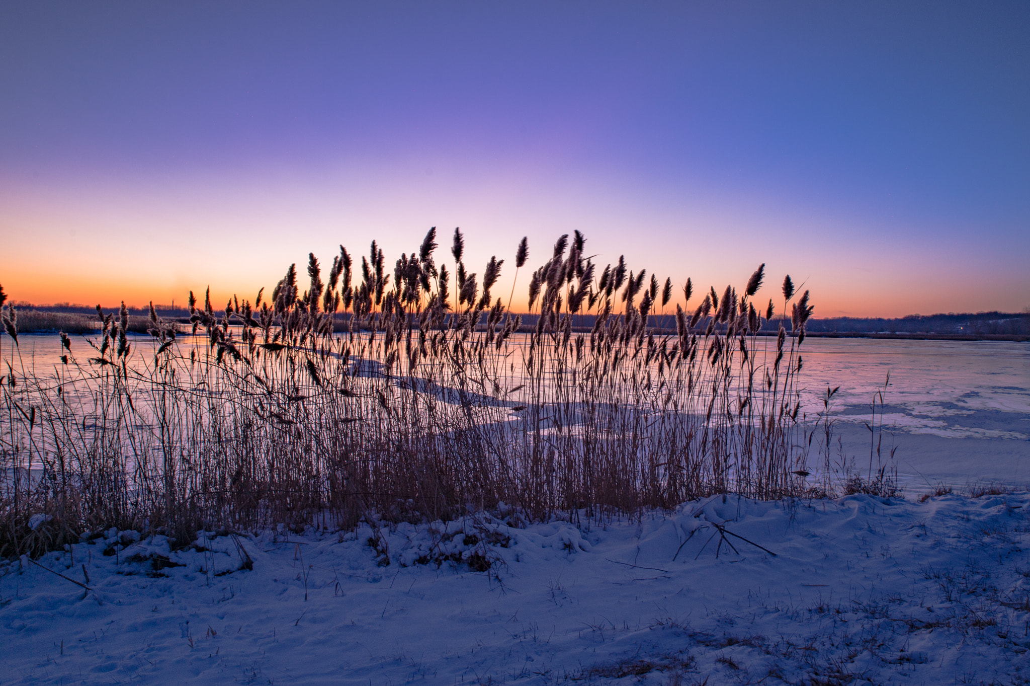 Nikon Df sample photo. Winter reeds photography