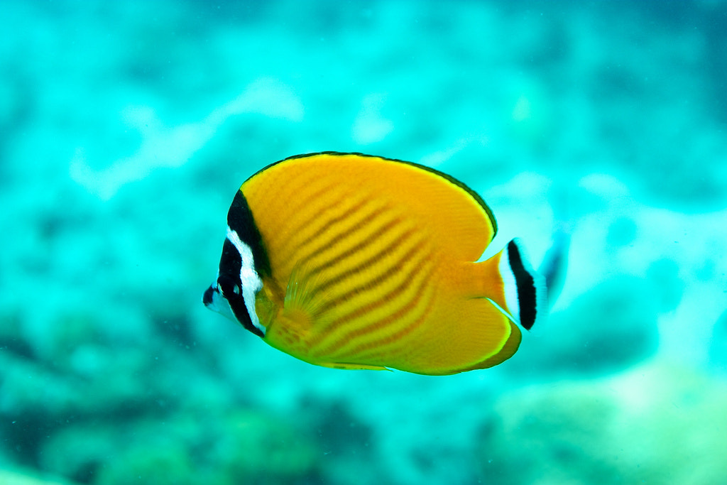 Butterfly fish