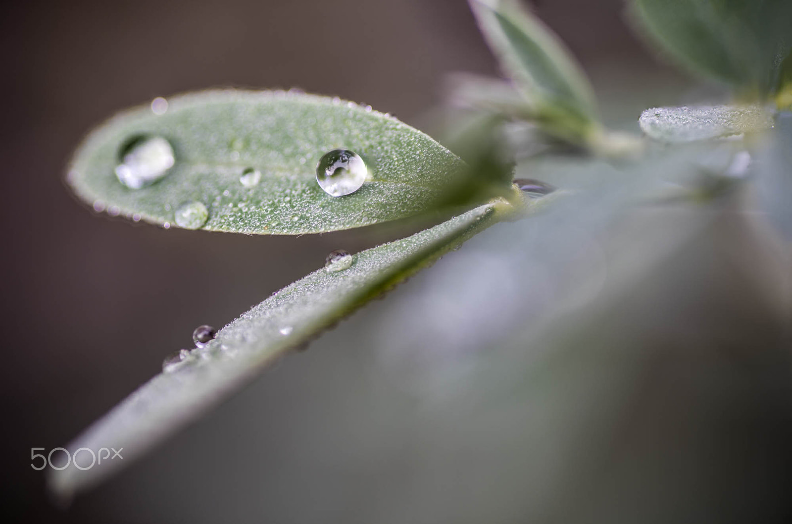 Nikon D810 + Tamron SP 90mm F2.8 Di VC USD 1:1 Macro sample photo. Two drops photography