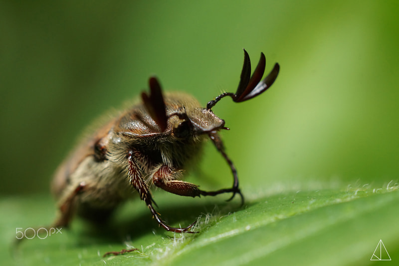 Sony SLT-A58 + Sony 50mm F2.8 Macro sample photo. Coleoptera photography