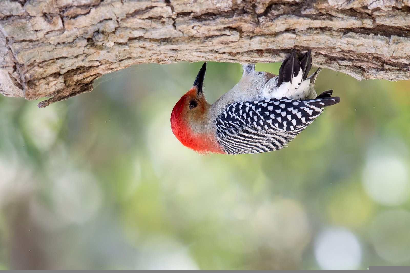 Nikon D7200 + Nikon AF-S Nikkor 500mm F4G ED VR sample photo. Red-bellied woodpecker photography