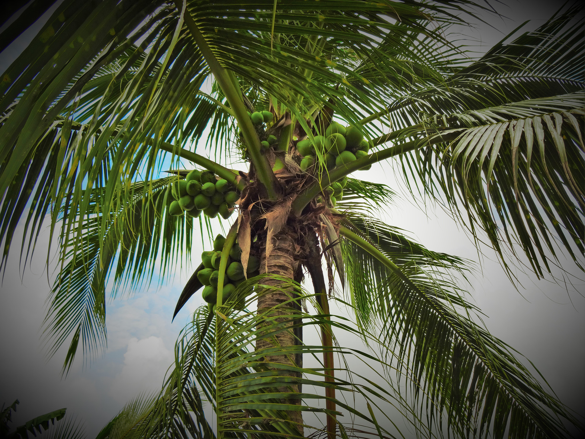 Sony DSC-WX170 sample photo. Coconut tree in vietnam photography