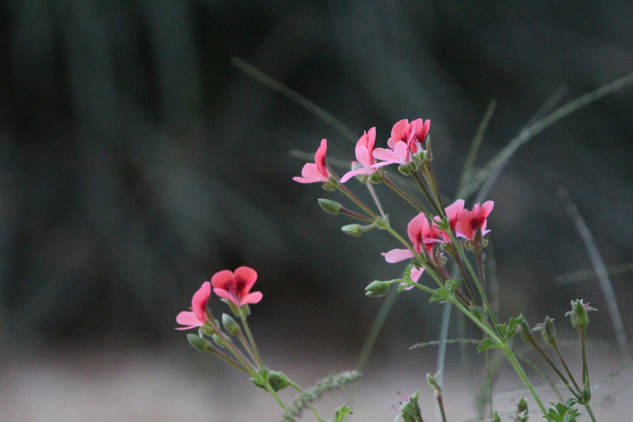 Sigma 50-500mm f/4-6.3 APO HSM EX sample photo. Nature #3 photography