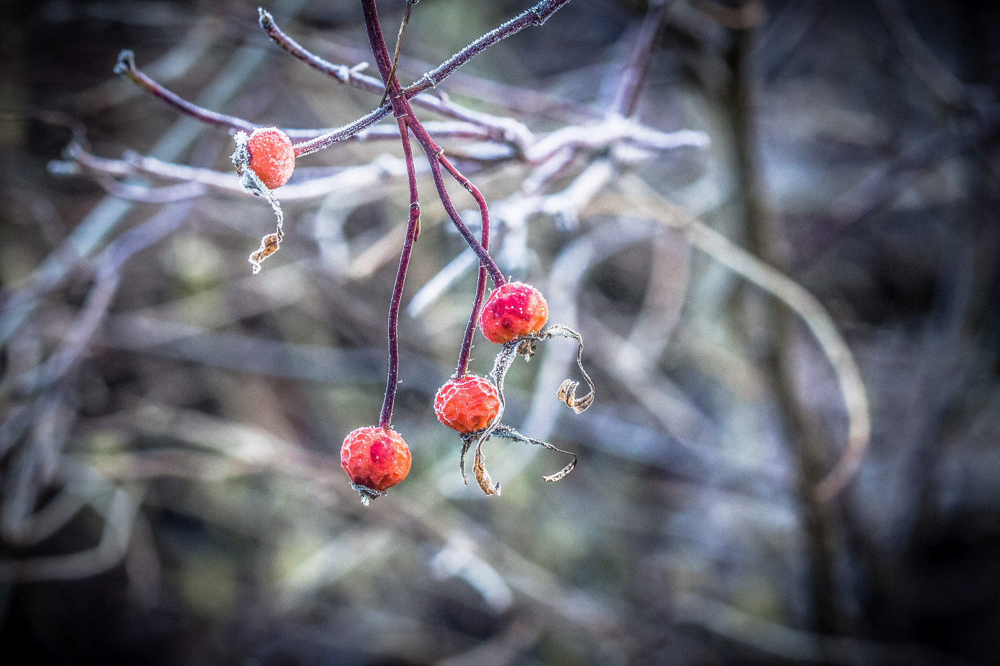 Canon EOS M + Canon EF 100mm F2.8 Macro USM sample photo. | frosty | photography