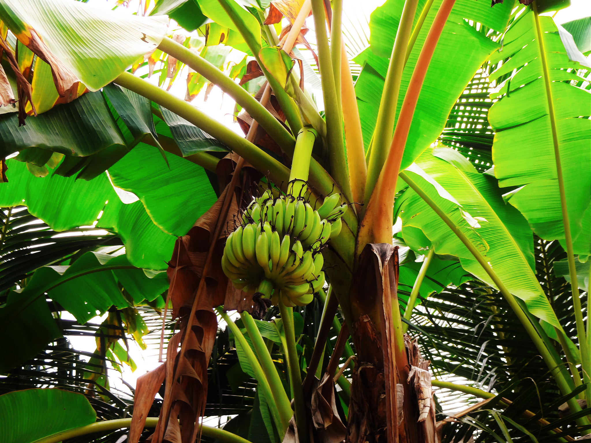 Sony DSC-WX170 sample photo. Banana garden photography