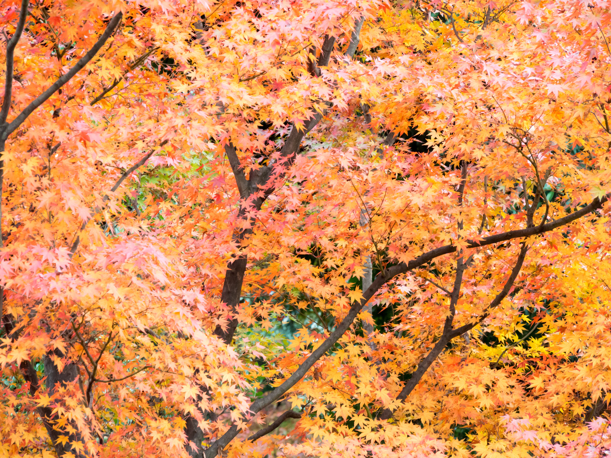 Olympus OM-D E-M5 sample photo. Orange autumn leaves photography