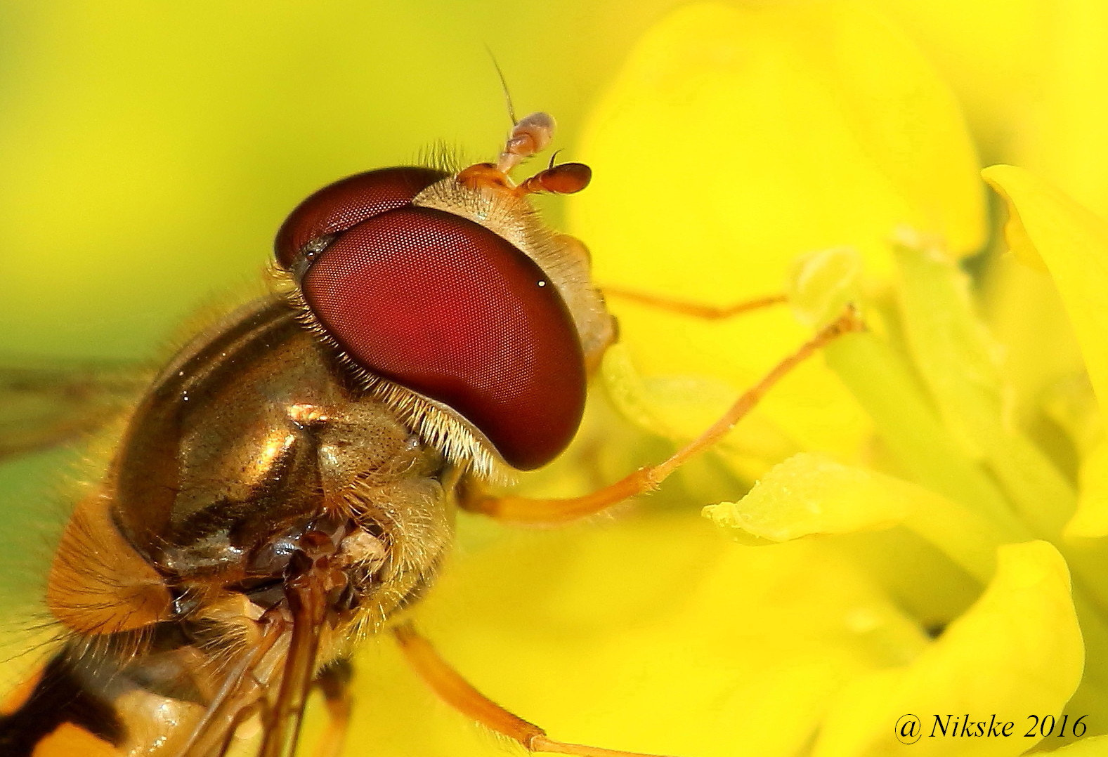 Canon EOS 700D (EOS Rebel T5i / EOS Kiss X7i) + Canon EF 100mm F2.8 Macro USM sample photo. Hover fly photography