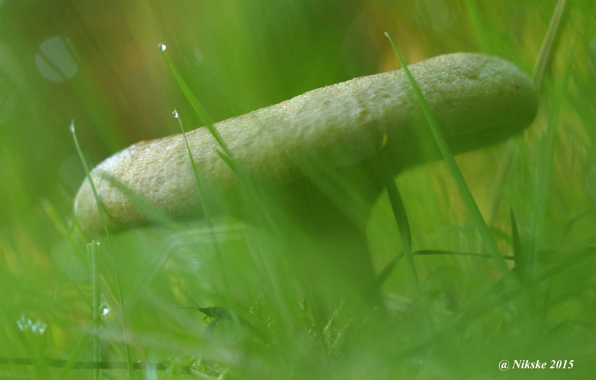 Canon EOS 700D (EOS Rebel T5i / EOS Kiss X7i) + Canon EF 100mm F2.8 Macro USM sample photo. Mushroom between the grass photography