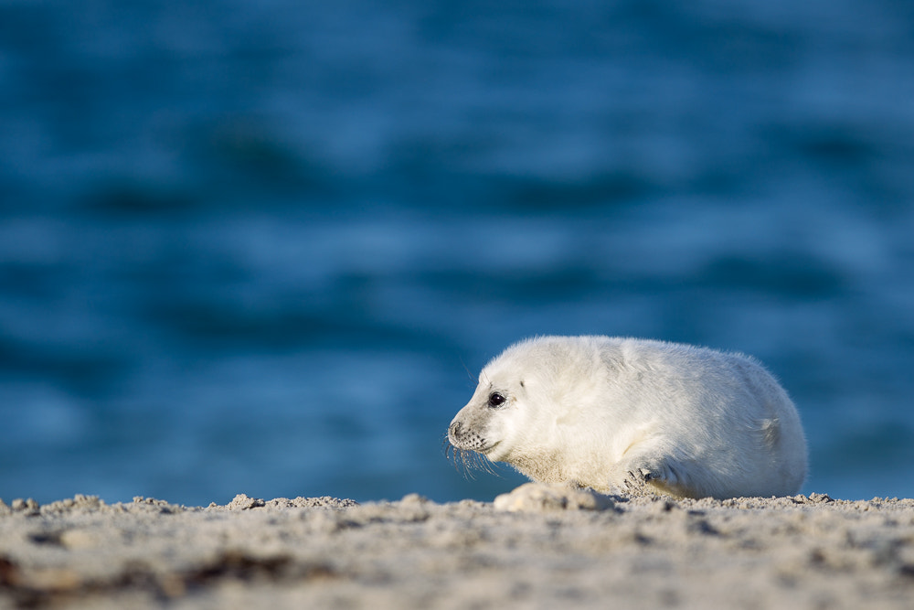 Canon EF 400mm F2.8L IS II USM sample photo. Baby grey seal (halichoerus grypus) photography
