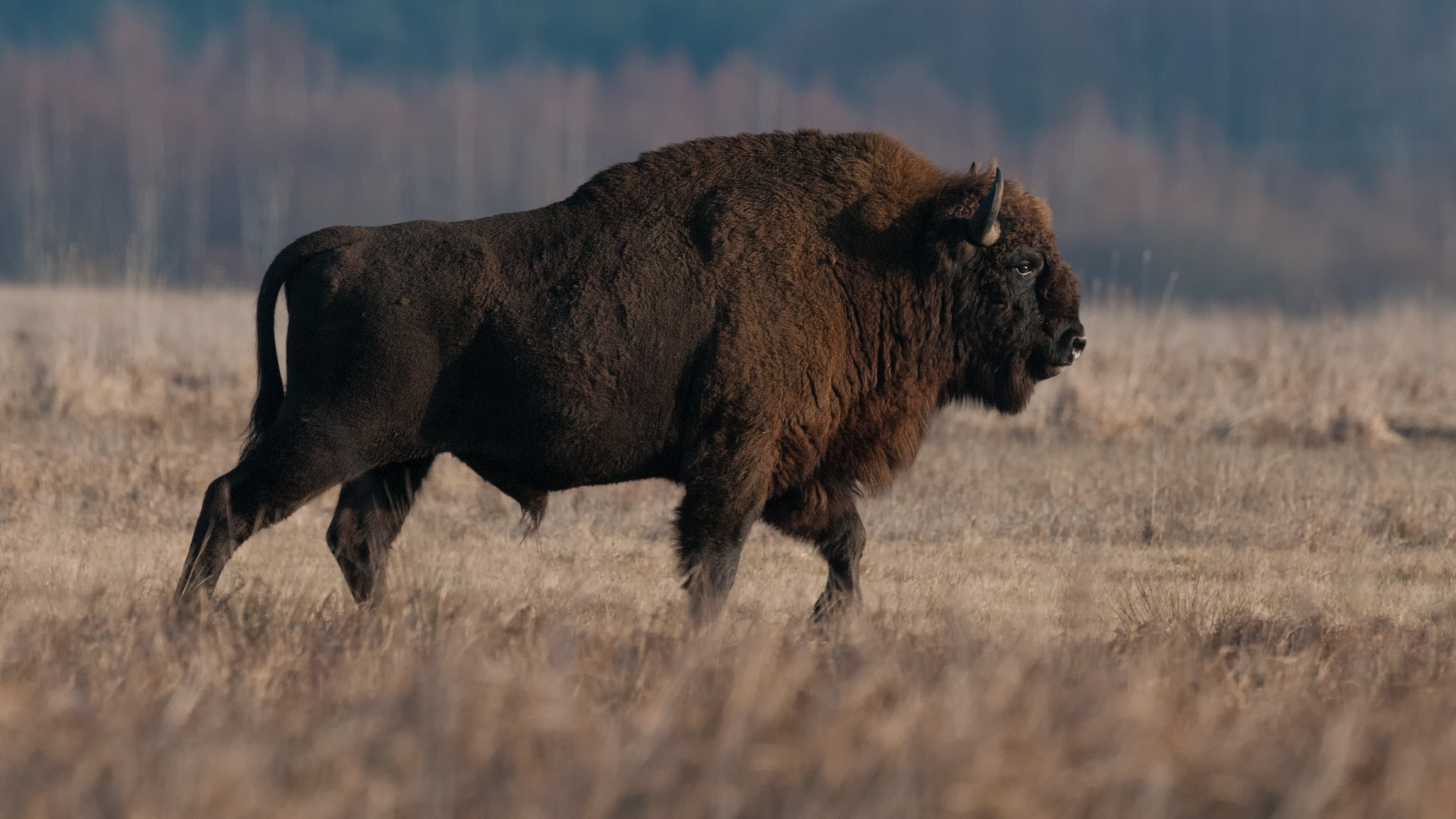 Nikon AF-S Nikkor 500mm F4G ED VR sample photo. Wisent , europäischer bison photography