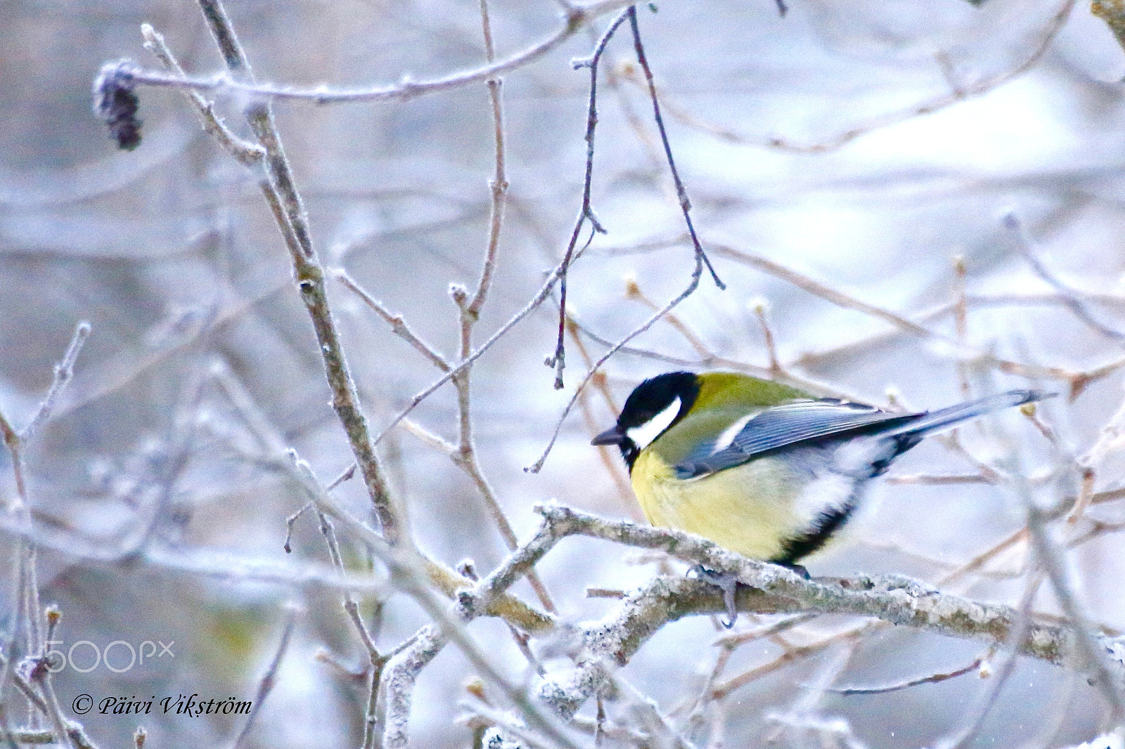 Canon EOS 6D + Canon 70-300mm sample photo. Winter idyll ii photography