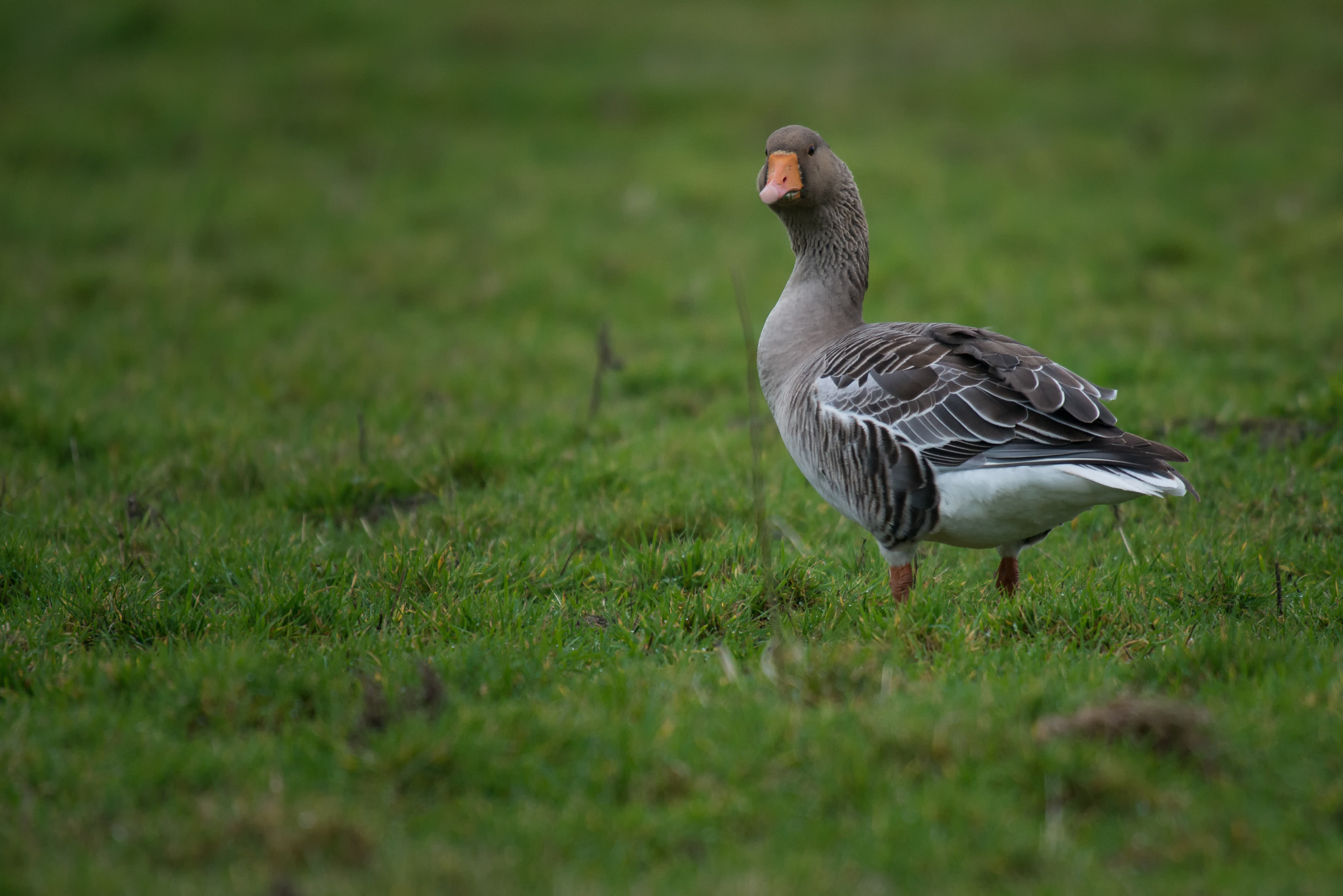 Nikon AF-S Nikkor 400mm F2.8G ED VR II sample photo. Bewerkt photography