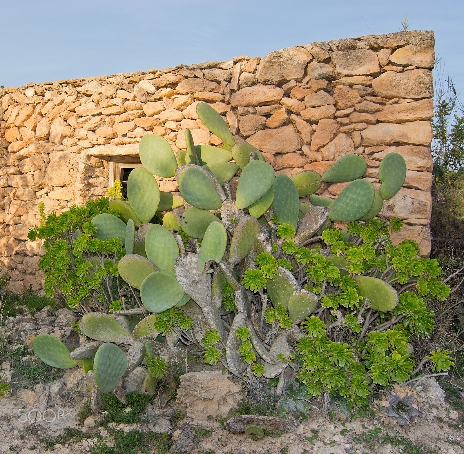 Nikon D7100 + AF Zoom-Nikkor 35-70mm f/2.8 sample photo. Drystone house cactus and yellow flowers photography