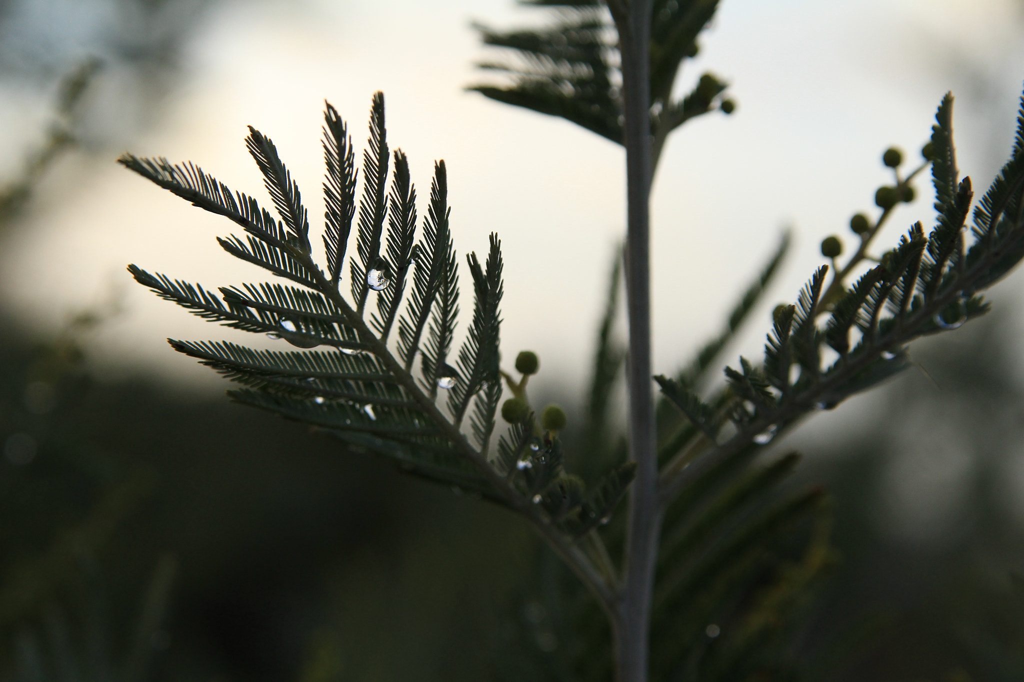 Canon EOS 100D (EOS Rebel SL1 / EOS Kiss X7) sample photo. Conifer droplets photography