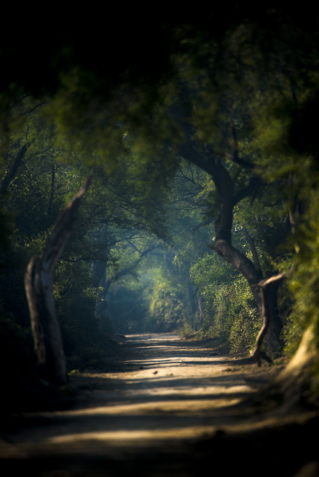 Nikon D800 + Nikon AF-S Nikkor 600mm F4G ED VR sample photo. The walkway bharatpur photography