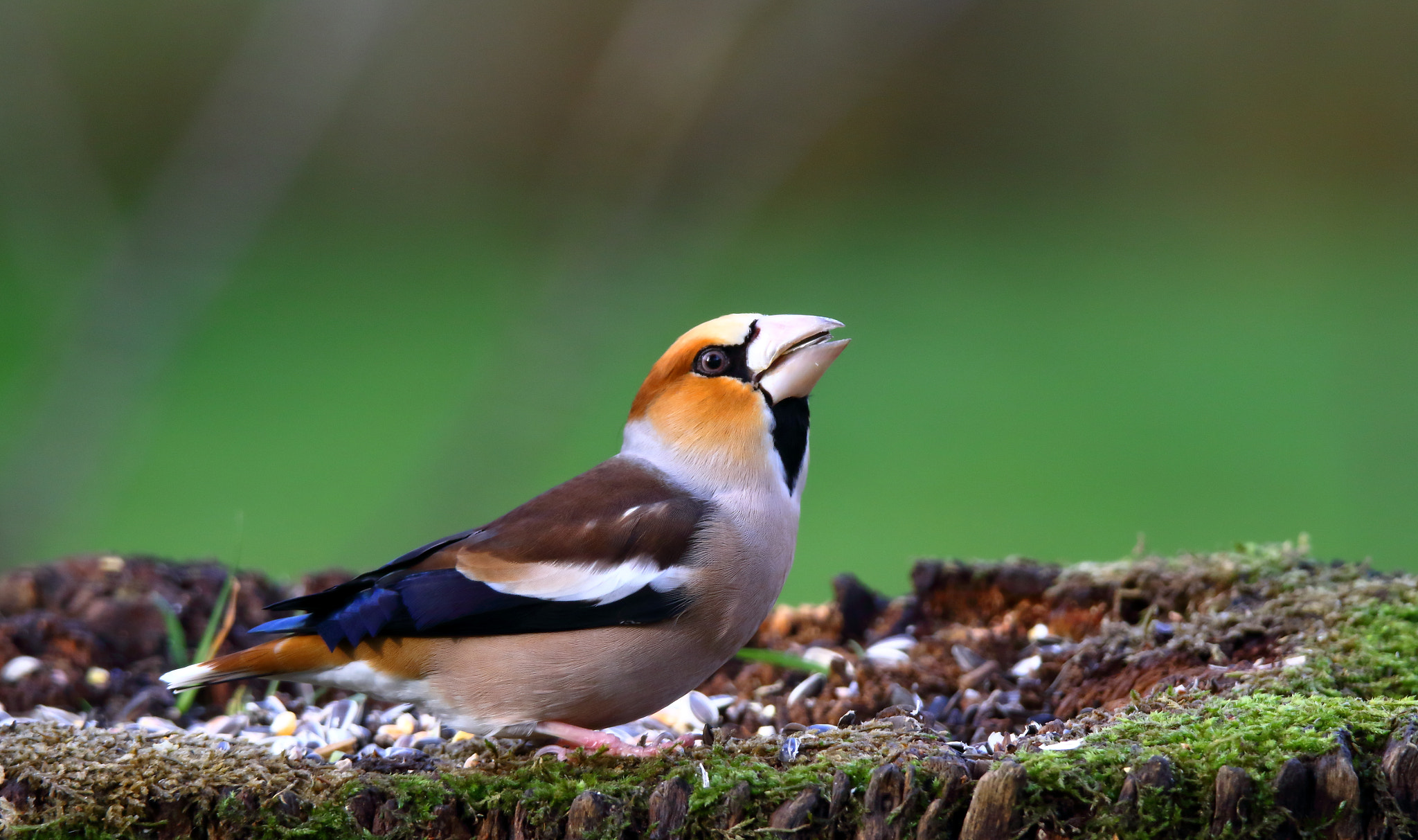 Canon EOS 7D Mark II + Tamron SP 150-600mm F5-6.3 Di VC USD sample photo. Hawfinch photography