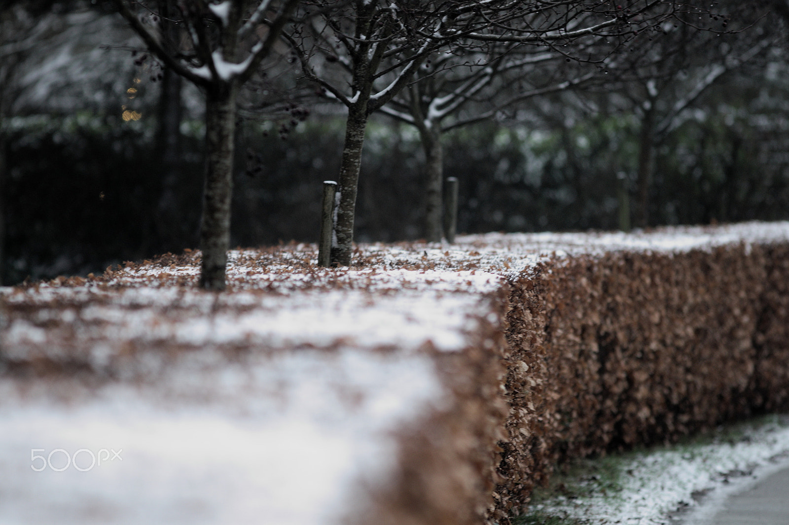 Canon EF 300mm F4L IS USM sample photo. Wintertime photography
