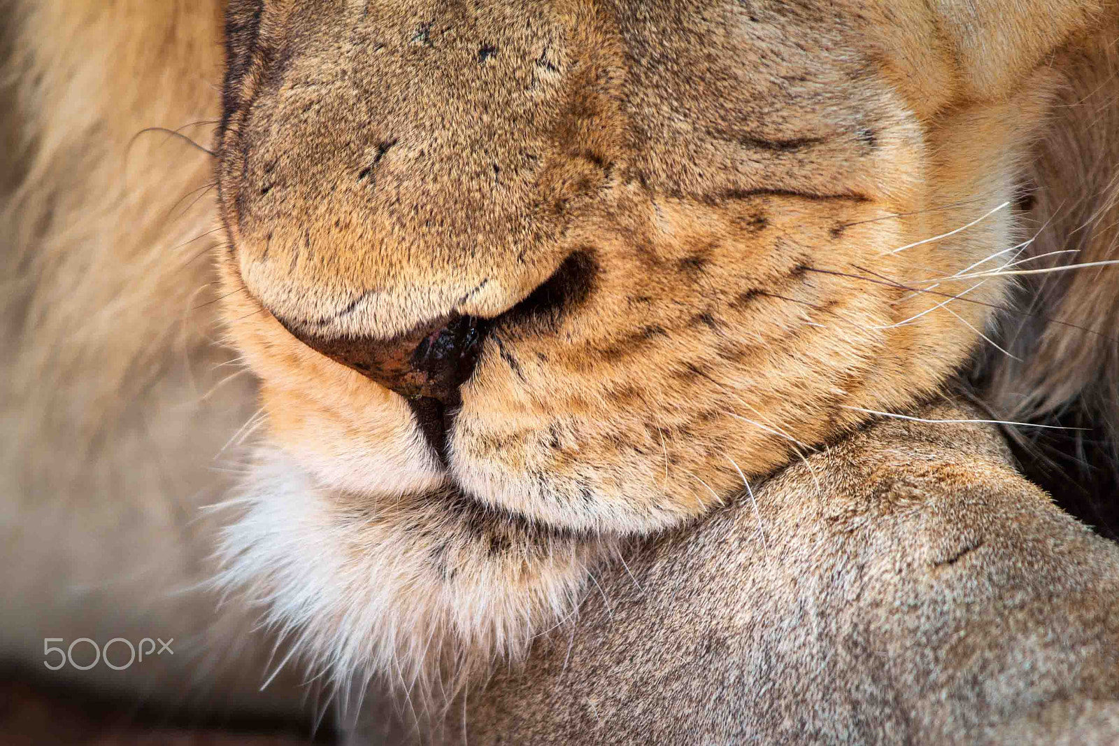 Canon EF 500mm f/4.5L + 1.4x sample photo. A sleep in the campsite photography