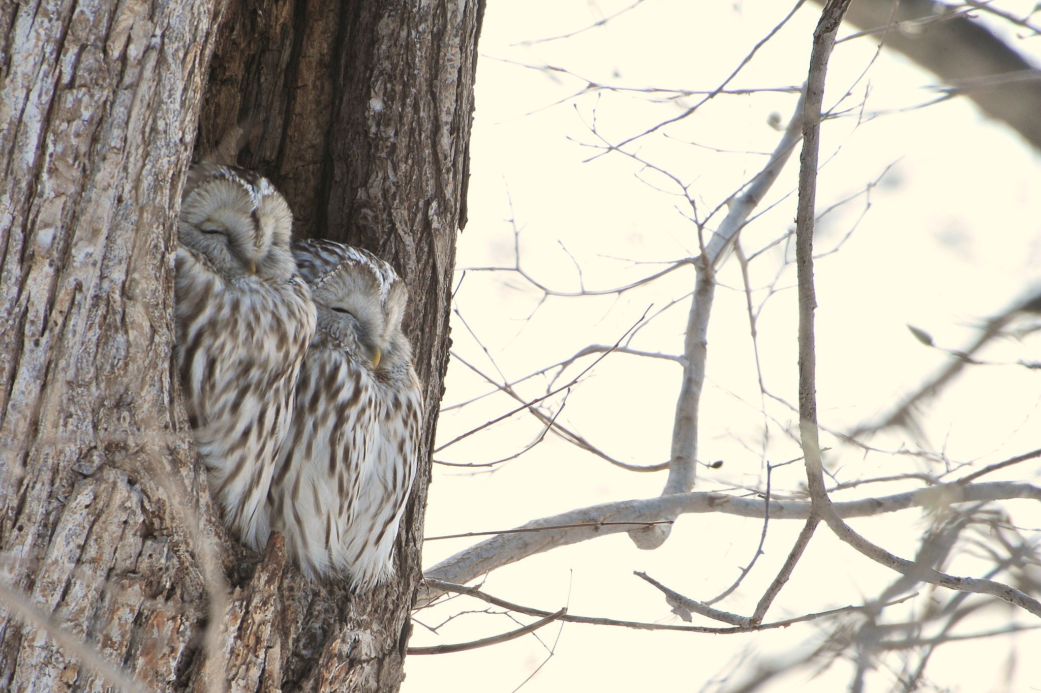 Sigma 50-500mm F4.5-6.3 DG OS HSM sample photo. Warmth of the love photography