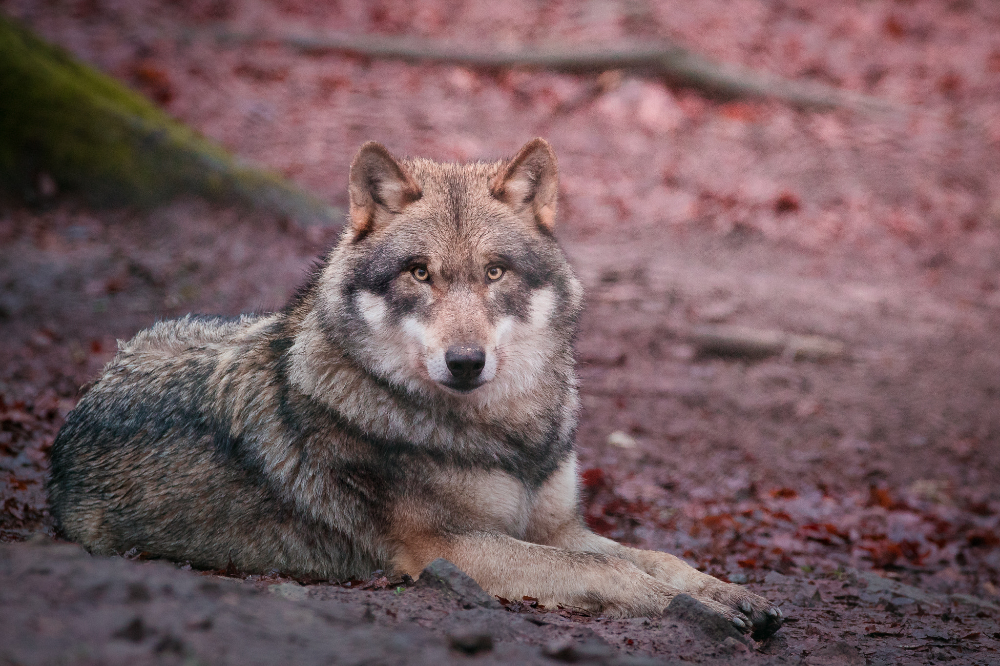 Sigma 150-600mm F5-6.3 DG OS HSM | C sample photo. Face to face photography