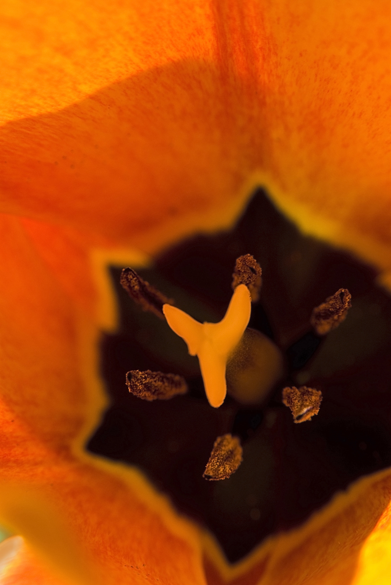 Nikon AF Nikkor 24-85mm F2.8-4D IF sample photo. Tulipano photography