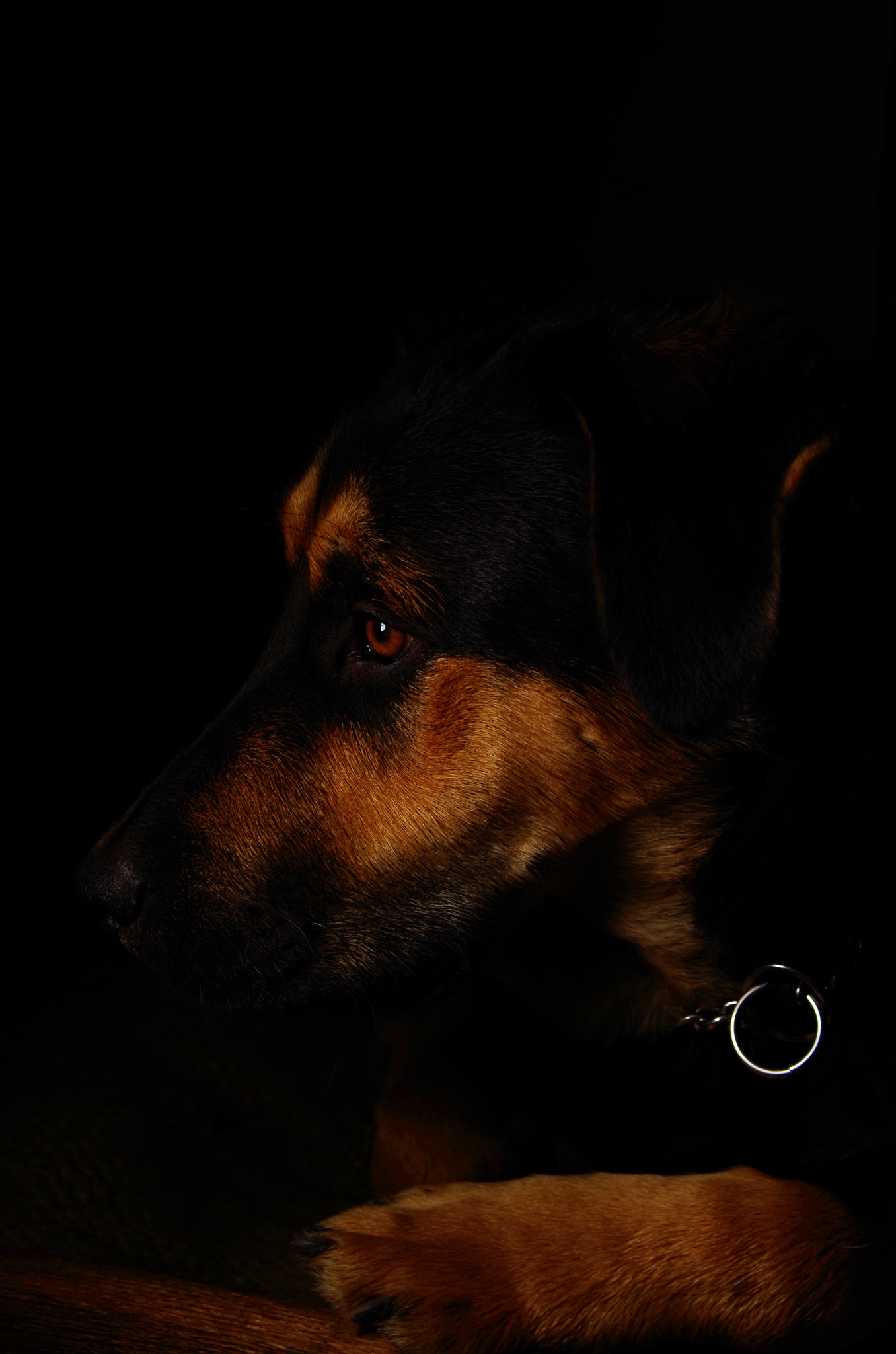 Sigma 17-70mm F2.8-4 DC Macro OS HSM sample photo. Dark devil photography