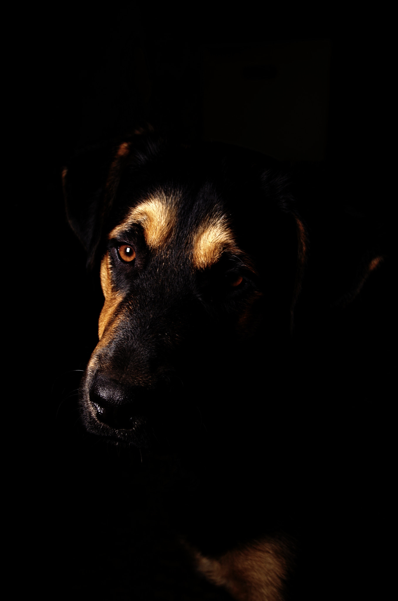 Sigma 17-70mm F2.8-4 DC Macro OS HSM sample photo. Dark devil photography