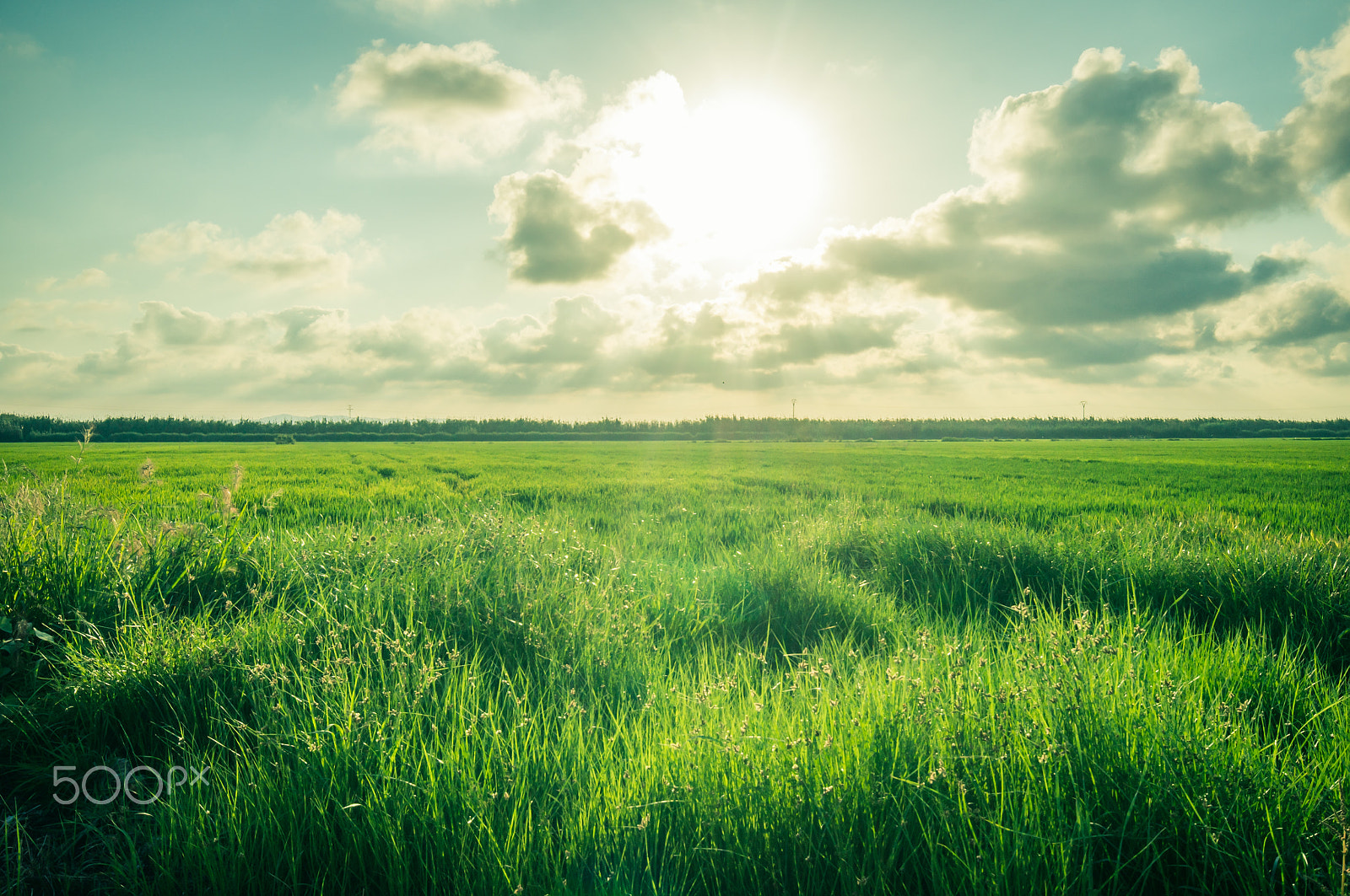 Sigma AF 10-20mm F4-5.6 EX DC sample photo. Rice plantation photography