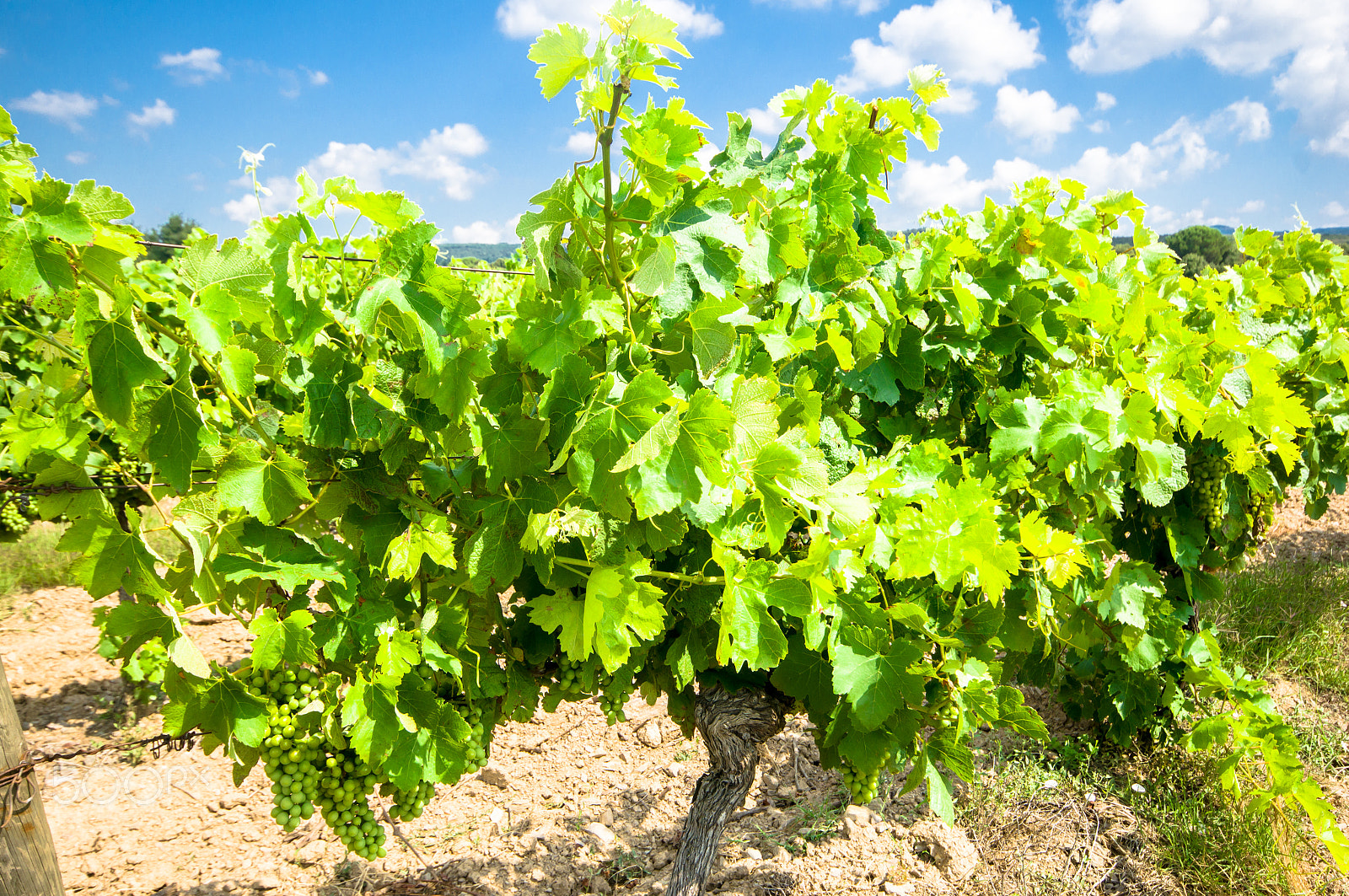 Sigma AF 10-20mm F4-5.6 EX DC sample photo. Vineyard photography