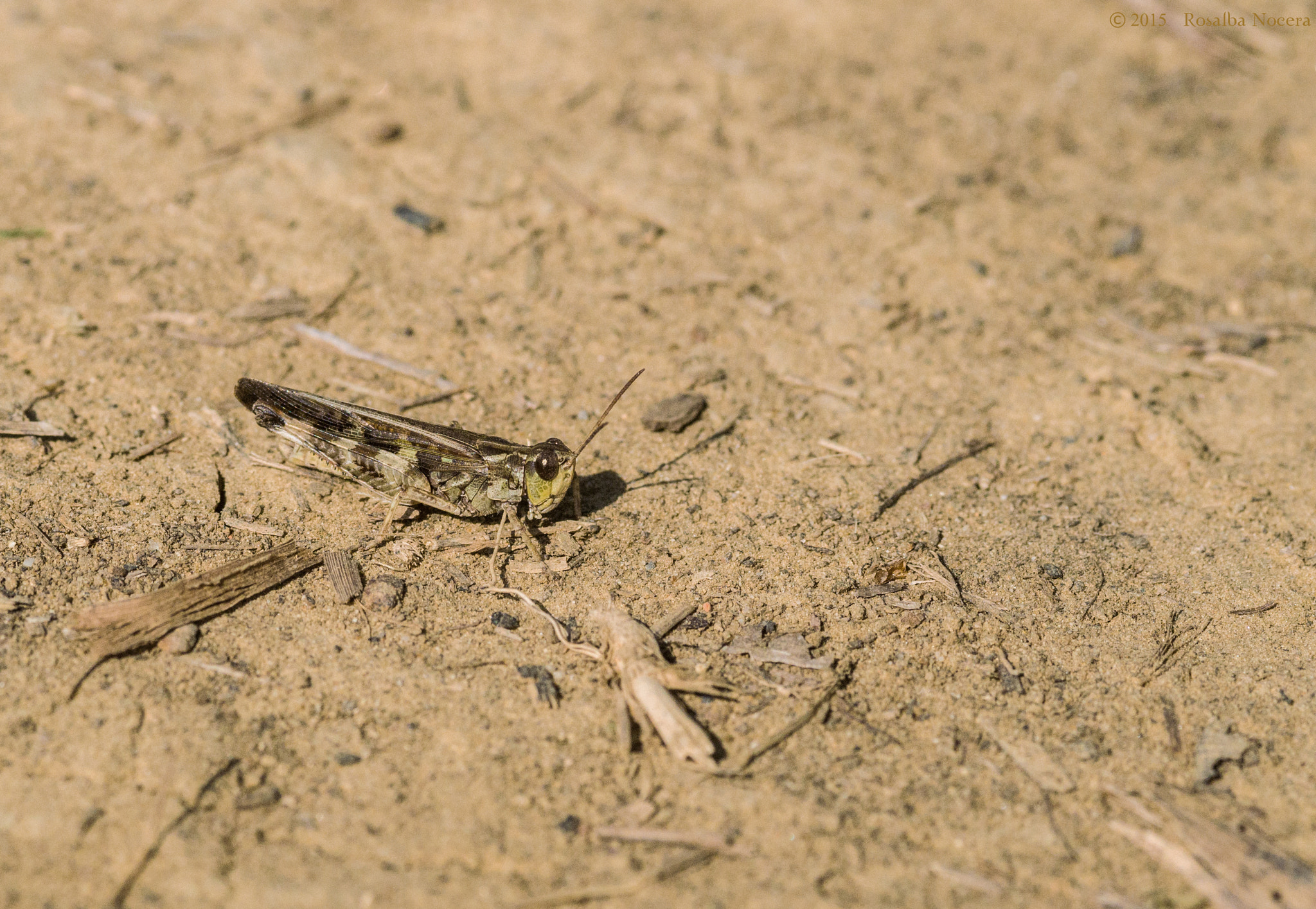 Sony SLT-A58 + Sigma AF 105mm F2.8 EX [DG] Macro sample photo. Grasshopper photography