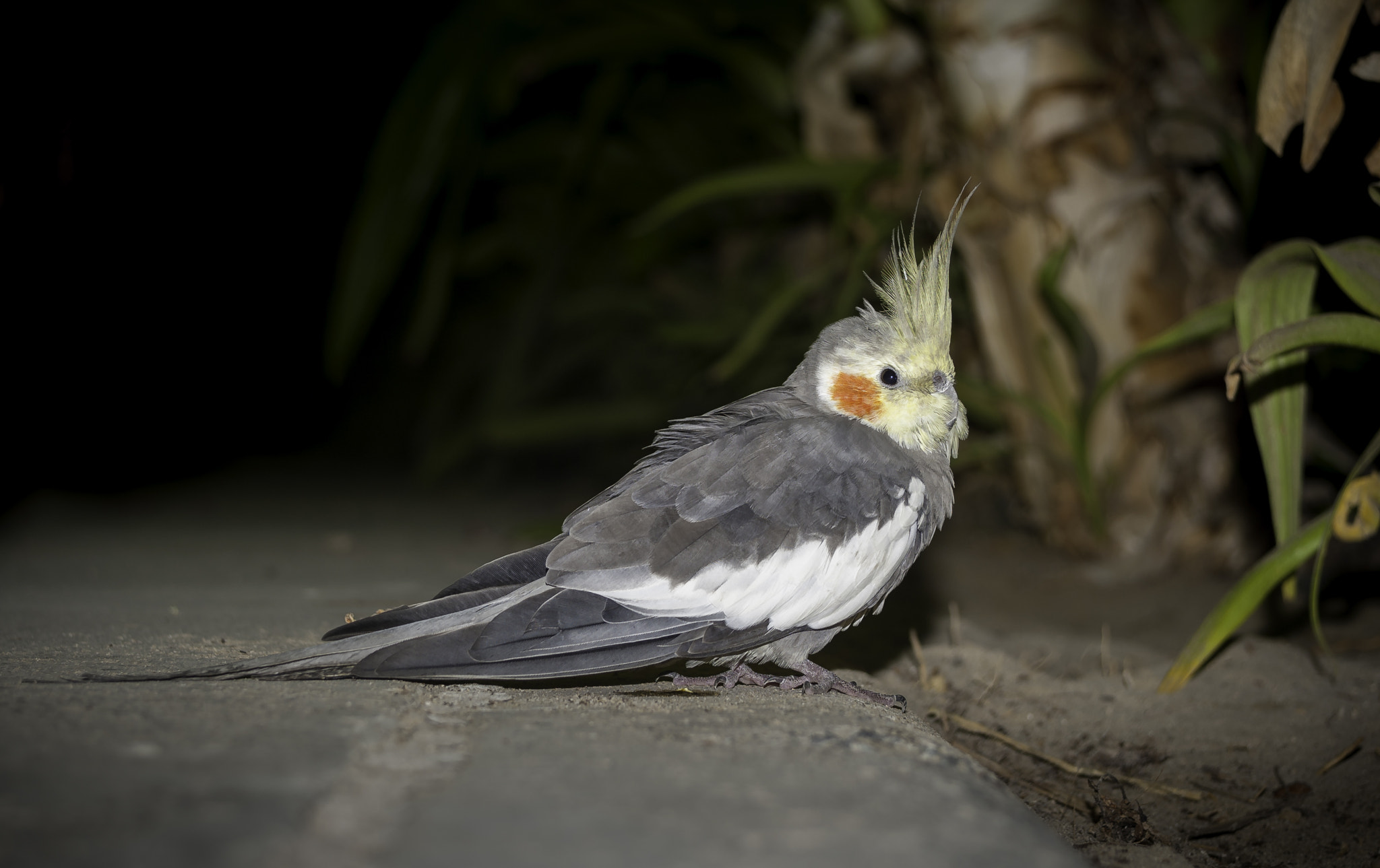 AF Zoom-Nikkor 28-80mm f/3.5-5.6D sample photo. Night portrait photography