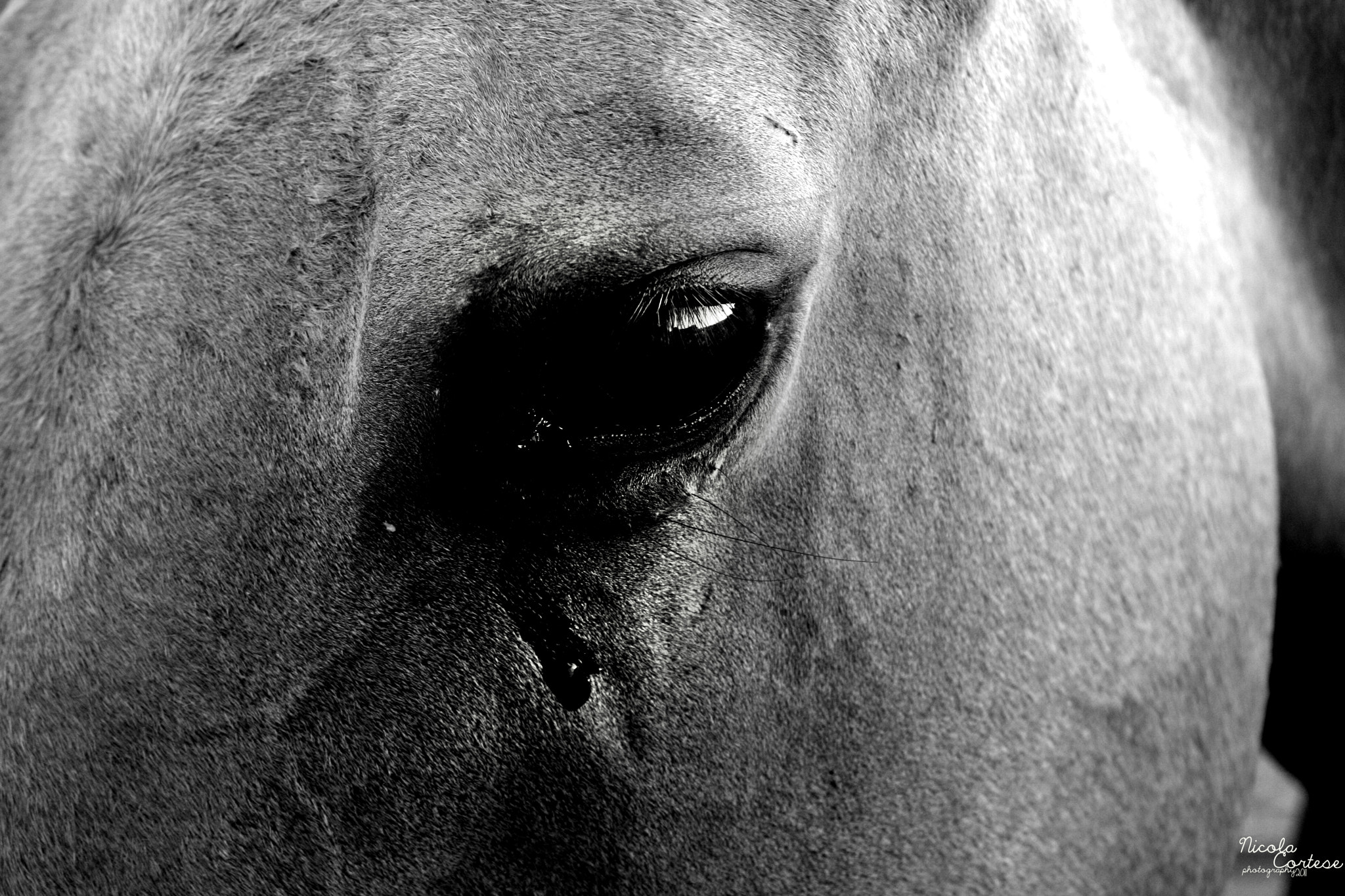 Canon EOS 400D (EOS Digital Rebel XTi / EOS Kiss Digital X) sample photo. Sad eyes photography