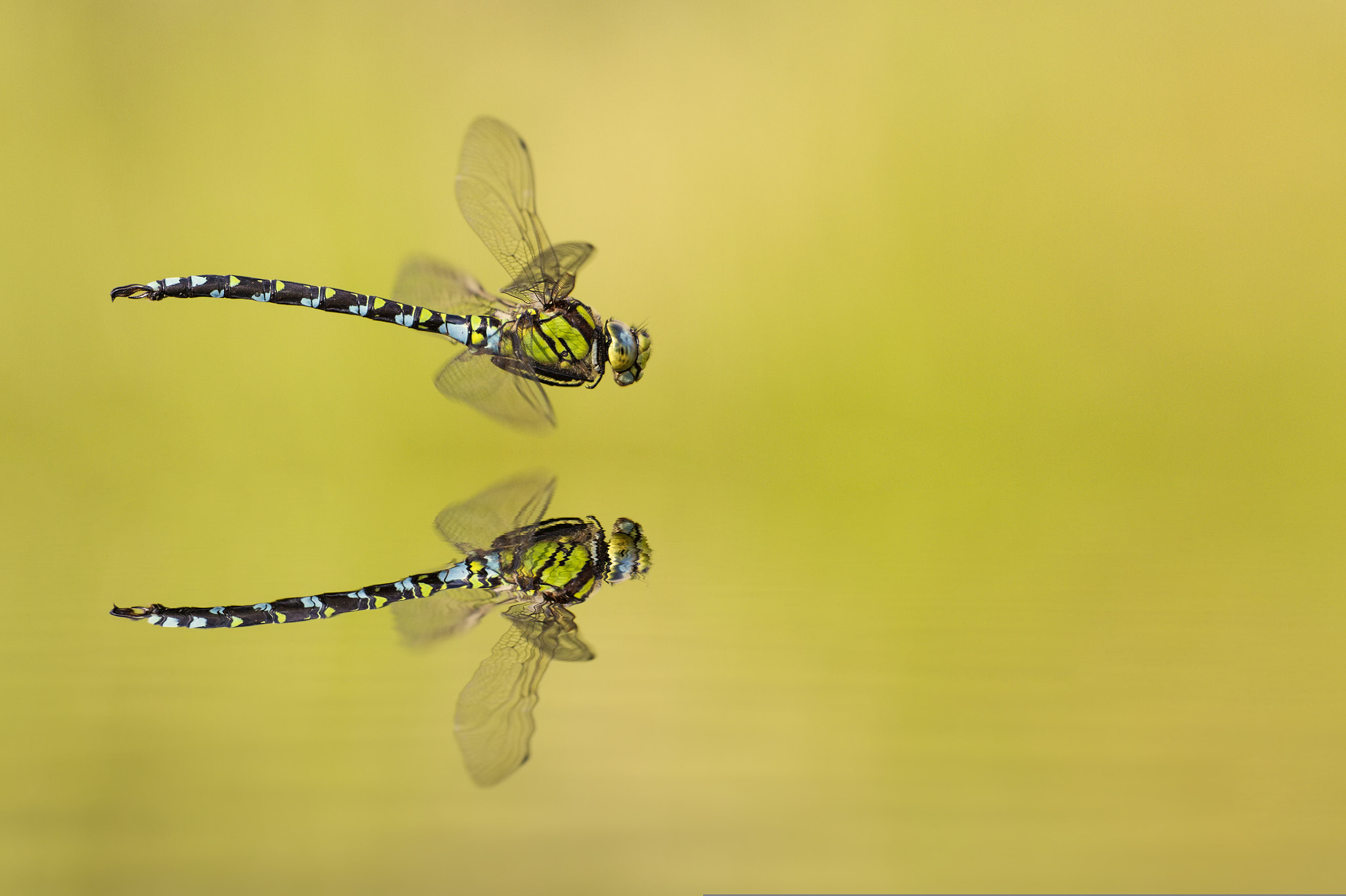 Canon EF 300mm F2.8L IS II USM sample photo. Makro oder doch eher abstrakt? photography