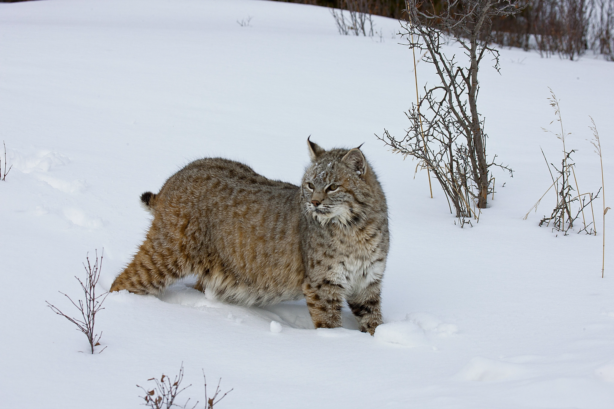 Canon EOS-1Ds Mark III + Canon EF 100-400mm F4.5-5.6L IS USM sample photo. Canadian lynx looking for lunch photography