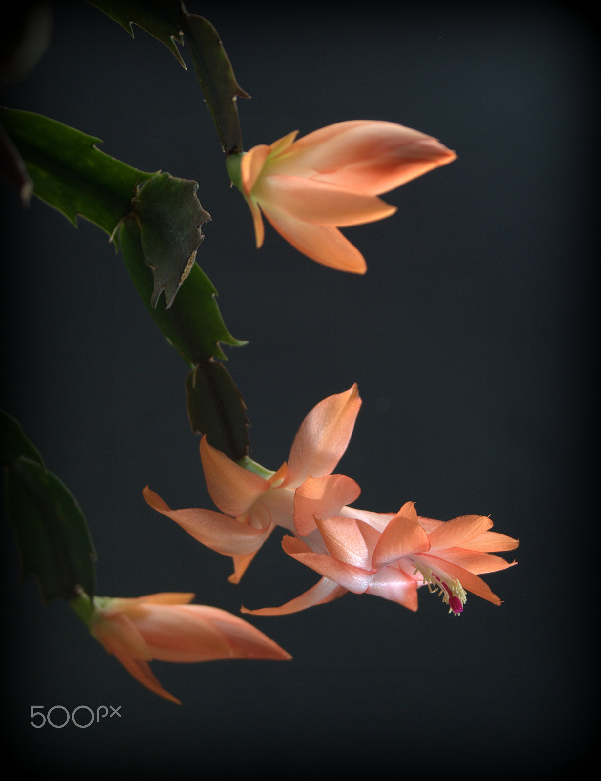 Sigma 28-90mm F3.5-5.6 Macro sample photo. Orange christmas cactus flowers photography