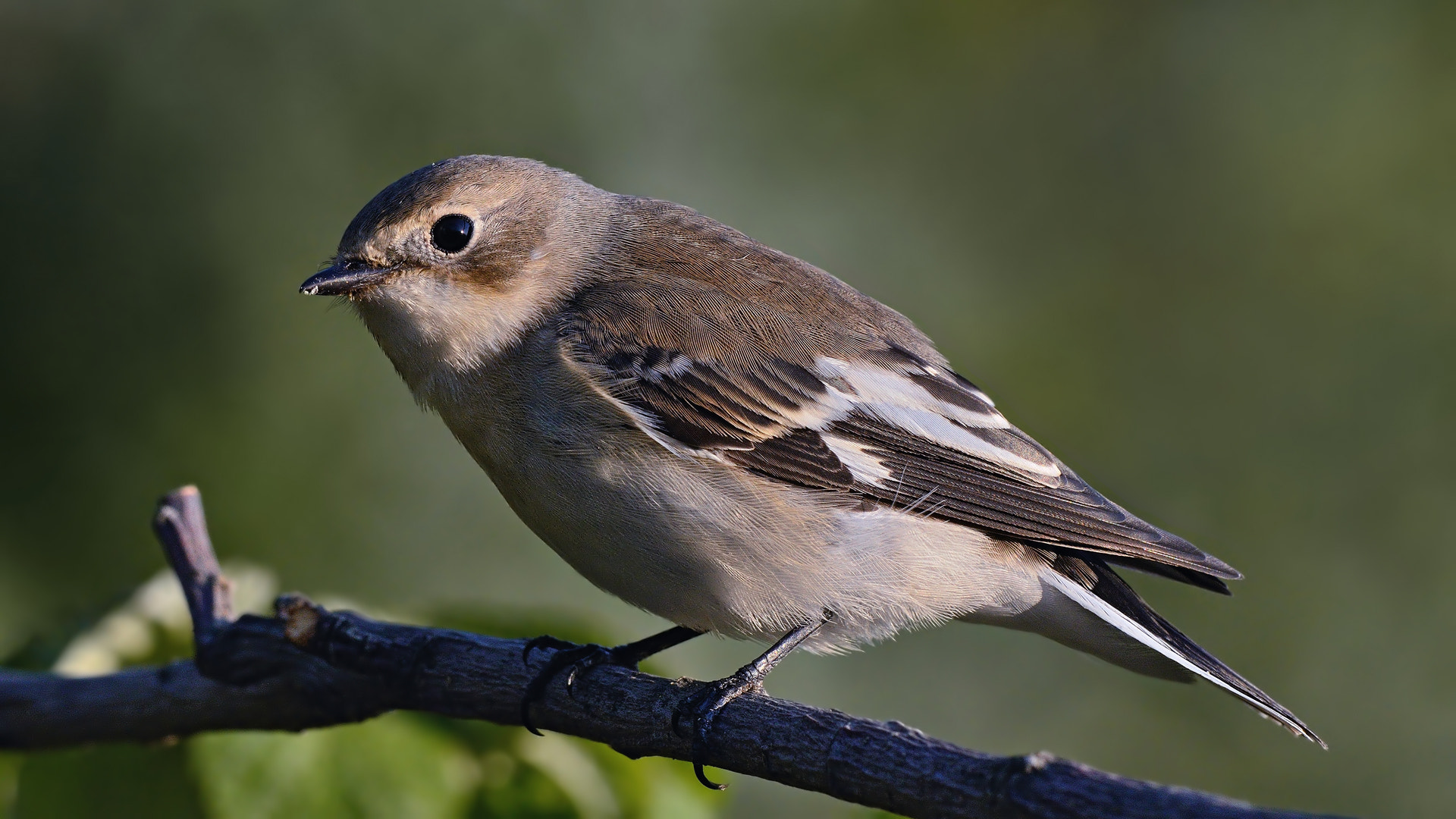 IX-Nikkor 60-180mm f/4-5.6 sample photo. Collared flycatcher » ficedula albicollis photography