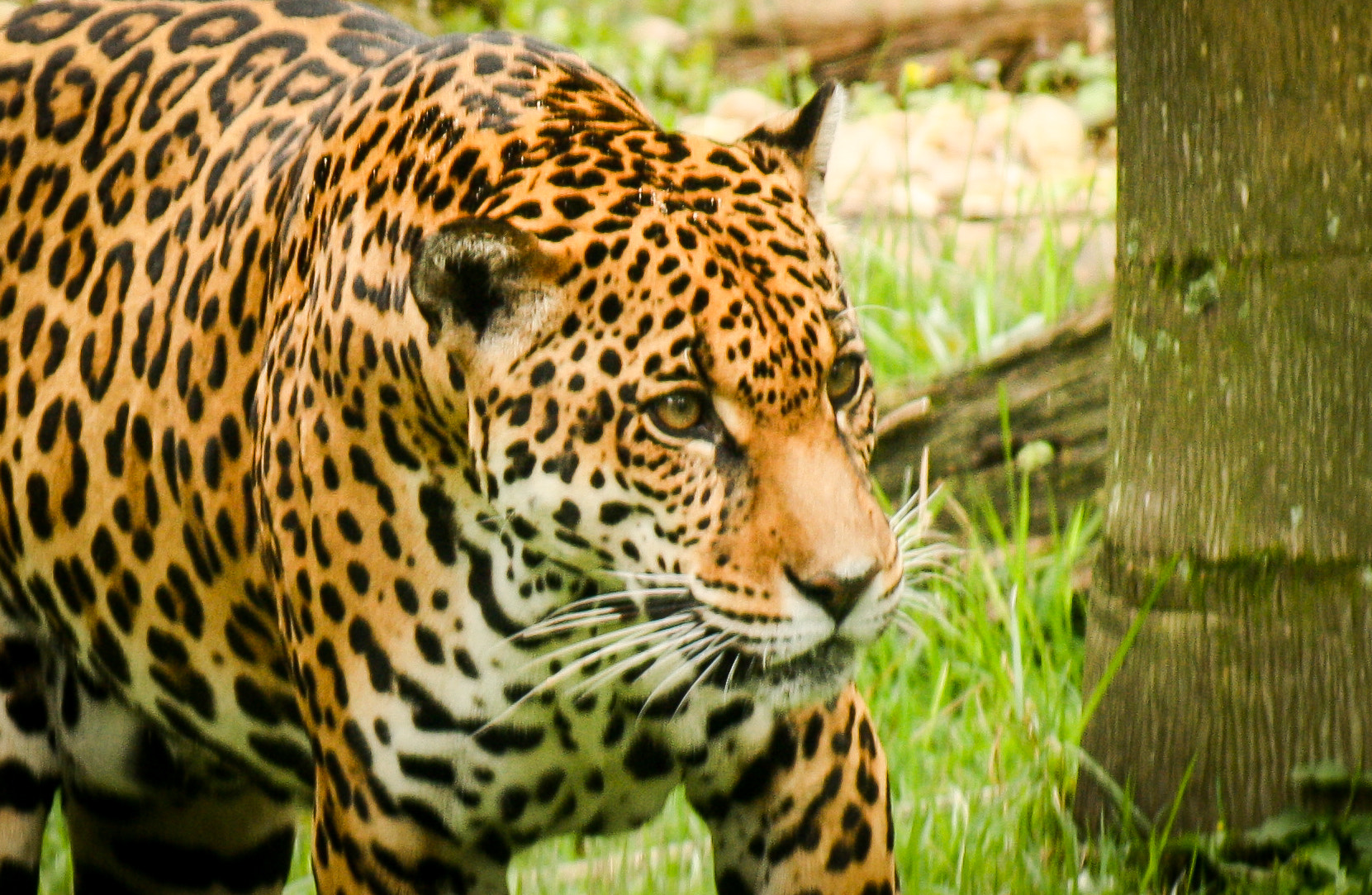 Sigma 55-200mm f/4-5.6 DC sample photo. Onça pintada photography