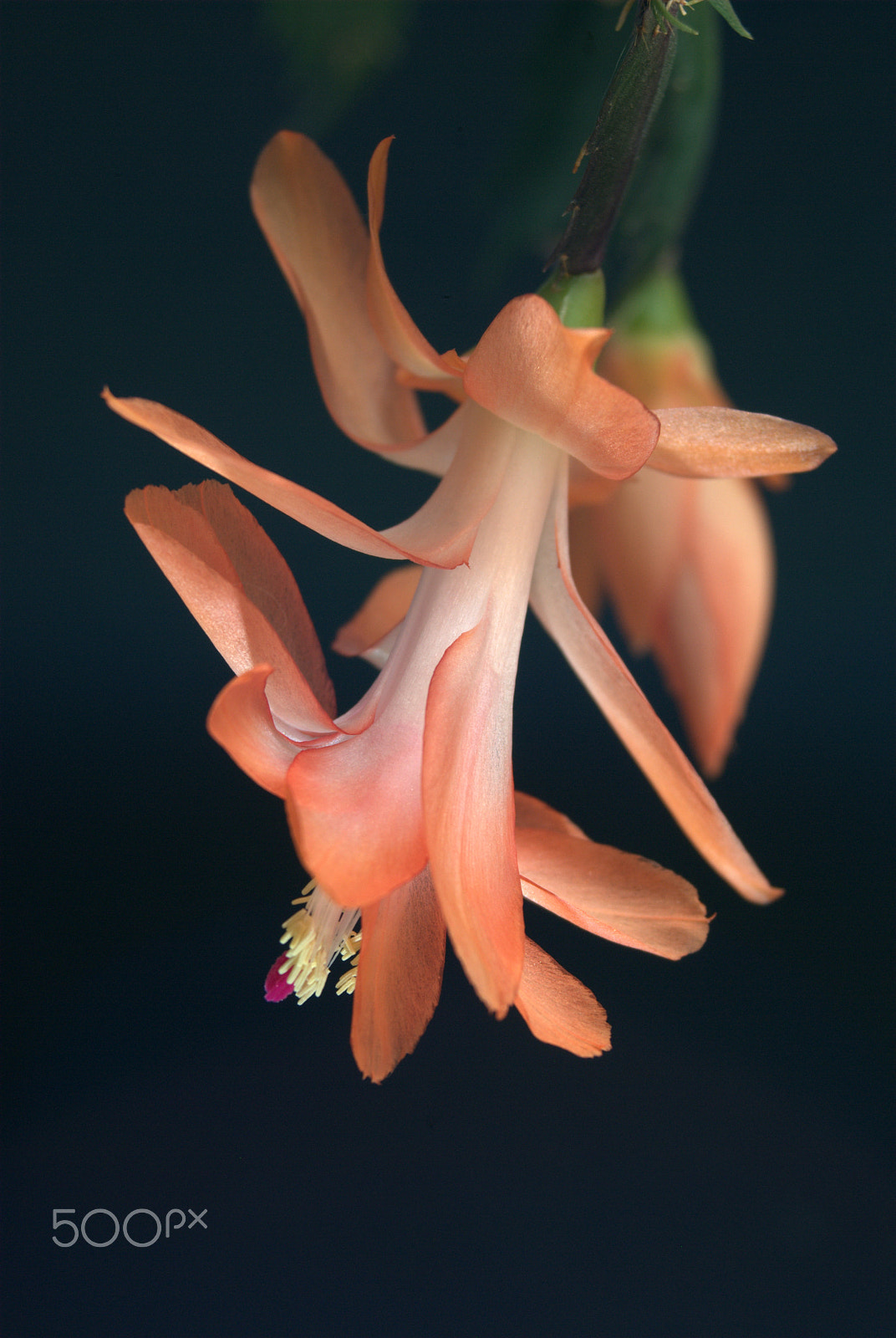 Sigma 28-90mm F3.5-5.6 Macro sample photo. Schlumbergera flower photography