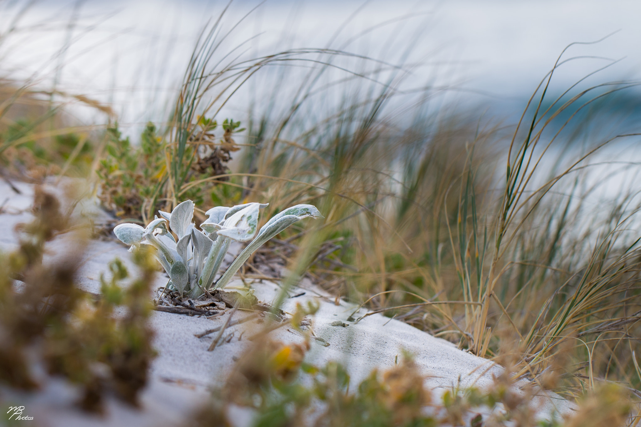 Canon EF 100mm F2.8L Macro IS USM sample photo. Dune one photography