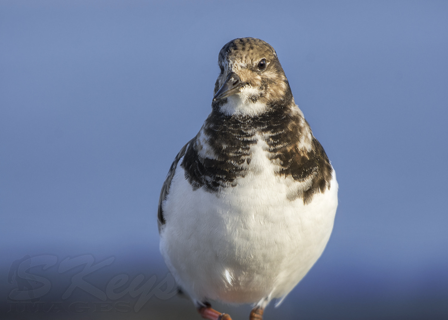 Nikon D7200 + Sigma 500mm F4.5 EX DG HSM sample photo. Approach (ruddy turnstone) photography