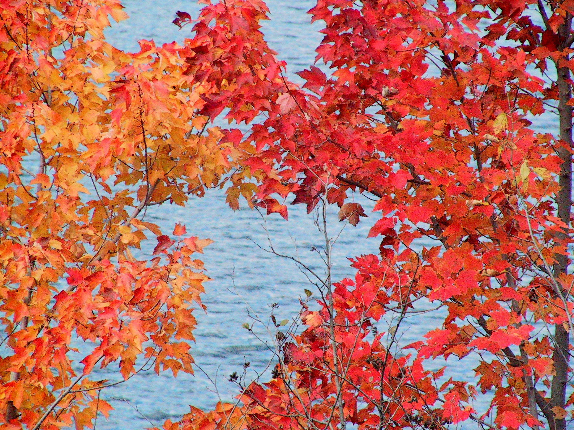 Canon POWERSHOT PRO90 IS sample photo. Red, orange and blue photography