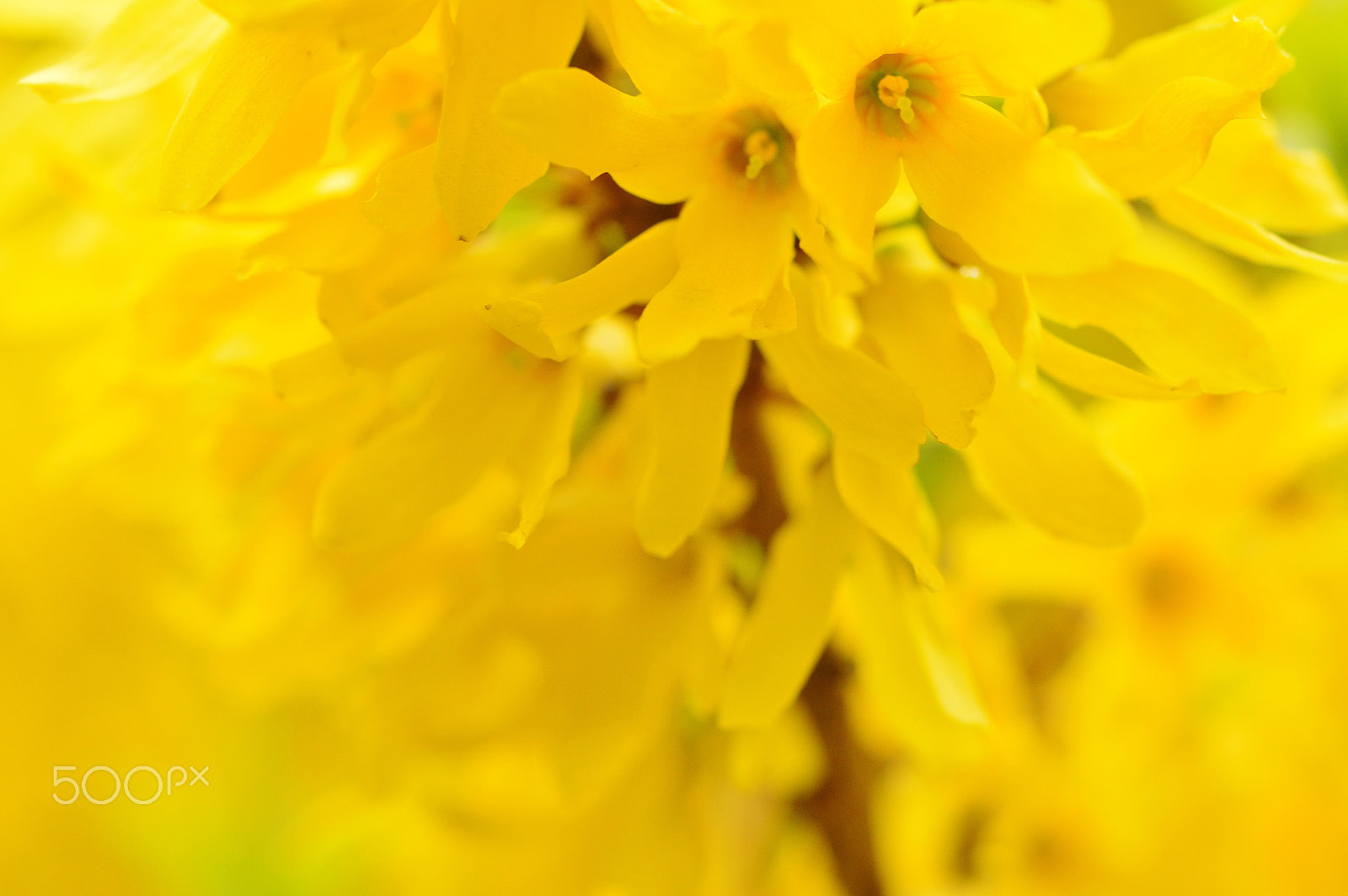 Nikon D3200 + AF Micro-Nikkor 55mm f/2.8 sample photo. Flowers......macro photography