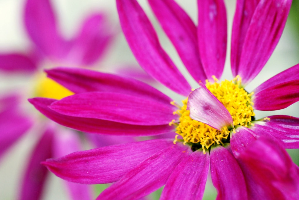 Sony Alpha DSLR-A700 + Tamron SP AF 90mm F2.8 Di Macro sample photo. A flower photography