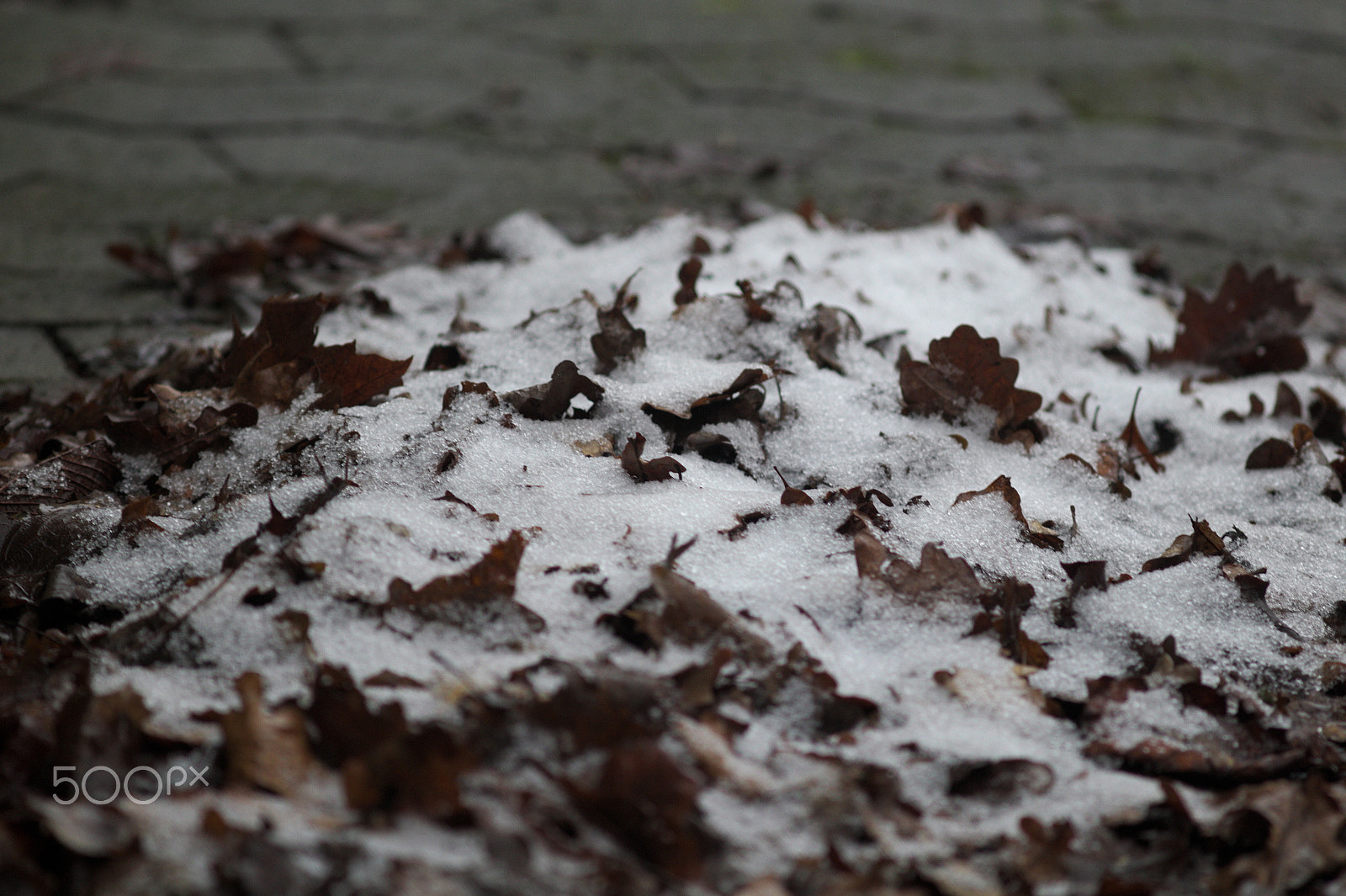 Canon EF 300mm F4L IS USM sample photo. Winterspicedautmn photography