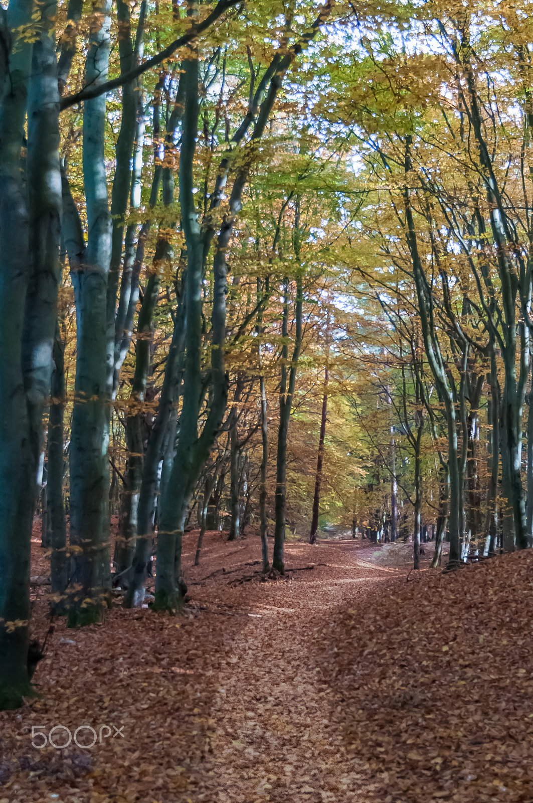 Sigma 17-70mm F2.8-4 DC Macro OS HSM | C sample photo. Path in the forest photography