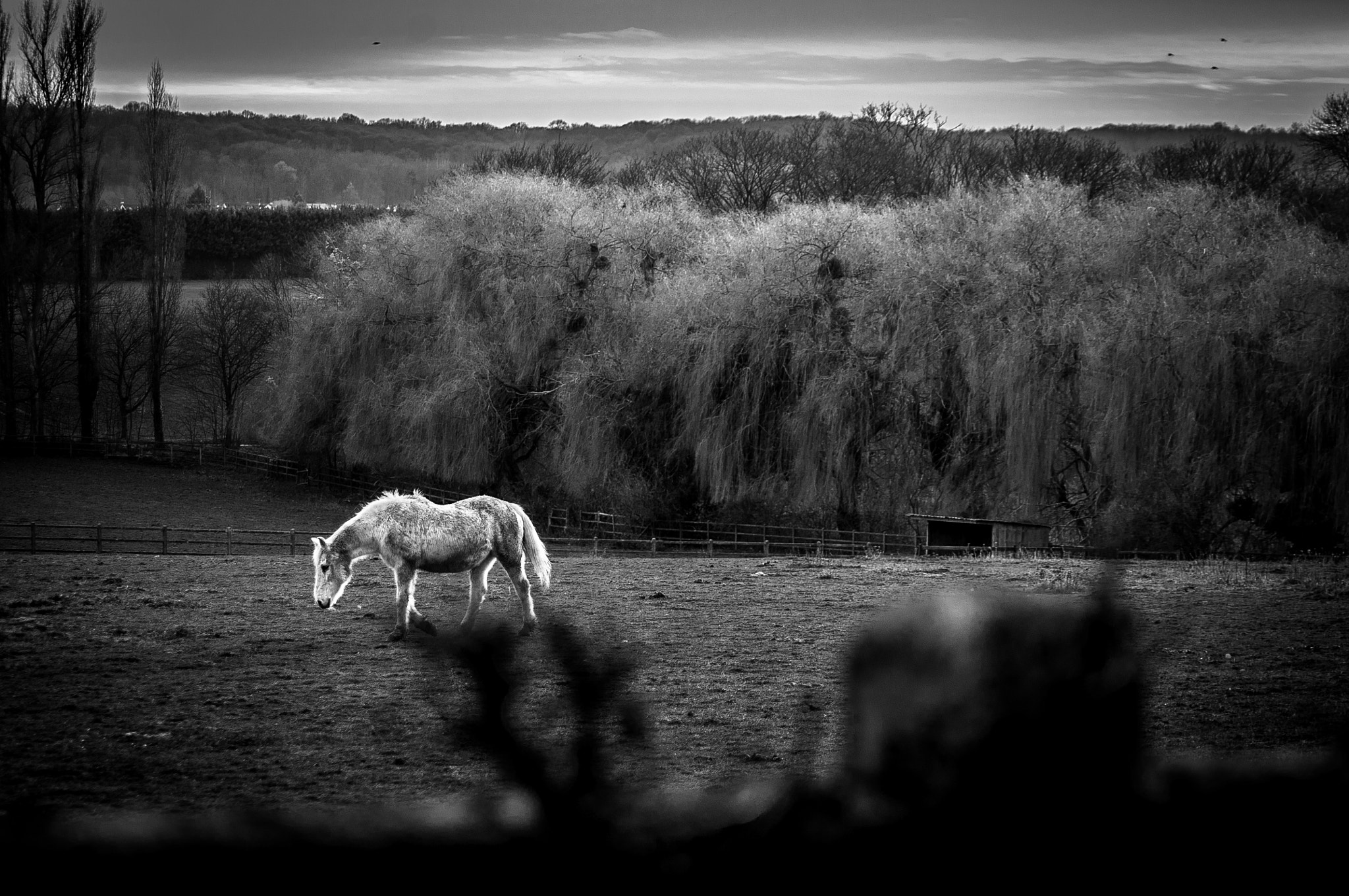 Tamron AF 70-300mm F4-5.6 Di LD Macro sample photo. A horse with no name photography