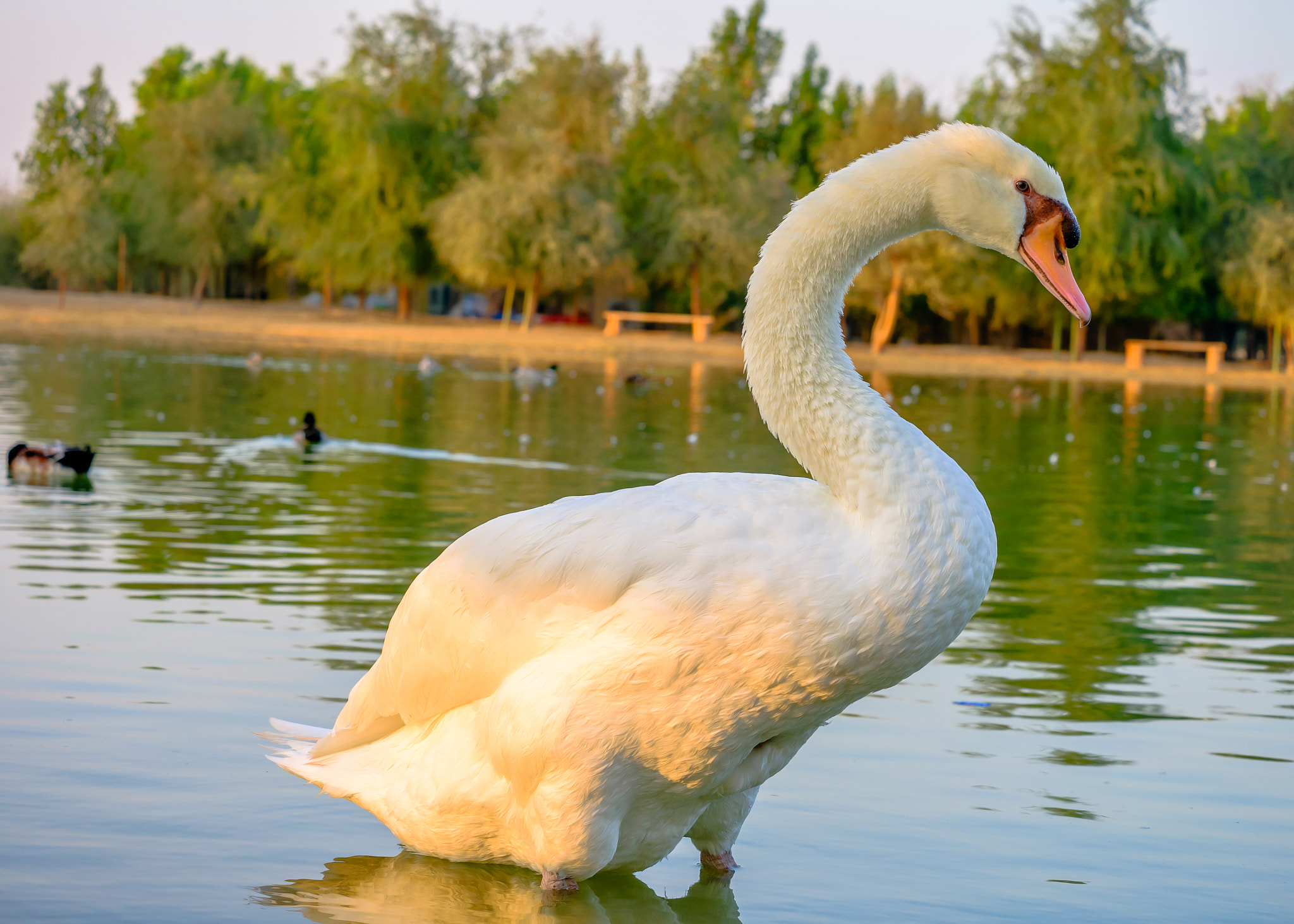 Fujifilm X-A1 + Fujifilm XC 50-230mm F4.5-6.7 OIS sample photo. Swan at the qudra lake photography