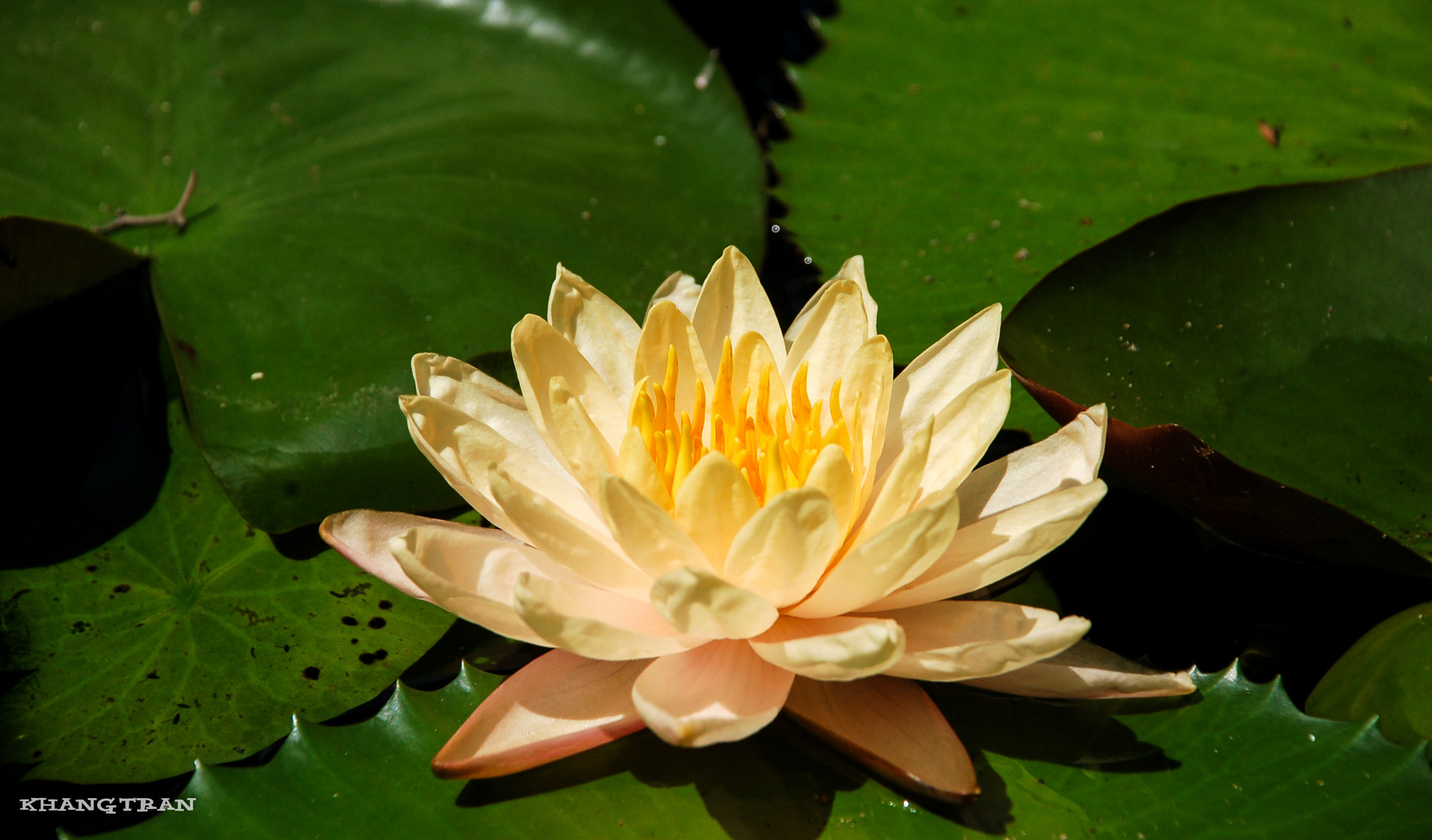 Nikon D50 sample photo. Hoa súng photography